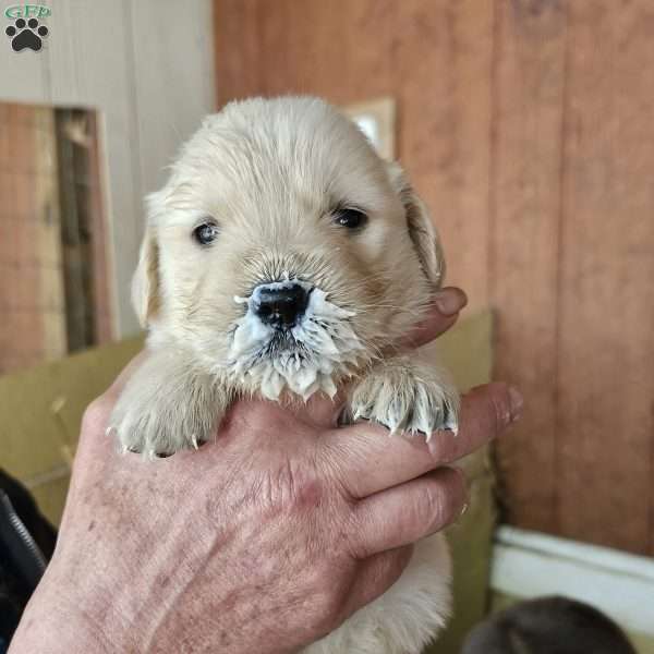 Caden, Golden Retriever Puppy